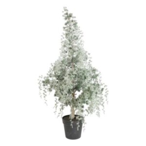 Vörösfenyő cserépben, deres ágakkal