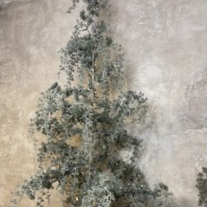 Vörösfenyő cserépben, deres ágakkal2