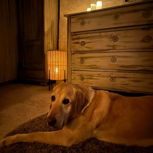 bambusz lámpás 4-Photoroom (1)